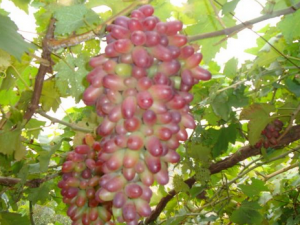 紅乳葡萄的種植技術-紅乳葡萄的功效與作用