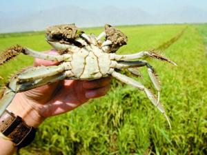 稻田蟹的營養價值-稻田蟹的簡介