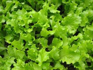 吃生菜有什么功效?生菜的食療作用