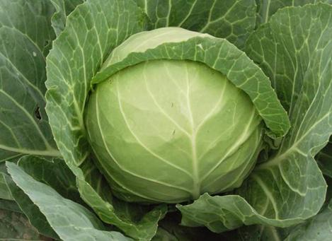 經常吃甘藍有什么好處?甘藍的功效與作用