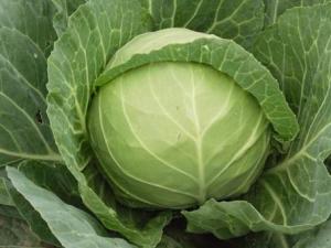 經常吃甘藍有什么好處?甘藍的功效與作用