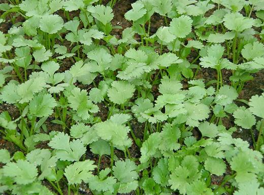 ��˵Ĺ�Ч�c���ã���˵ĸ����ã�����˚���߀�ǉ�ꖣ��ЋD�ܳ���ˆ�