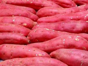 吃紅薯有什么好處?紅薯的營養價值