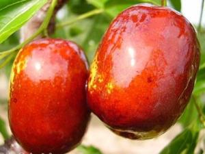 吃紅棗有什么好處?紅棗的營養(yǎng)價值