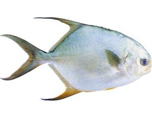 鯧魚的營養價值-鯧魚的食療功效