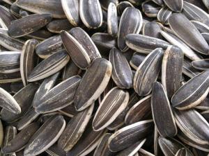 瓜子的營養價值-瓜子適合什么人吃