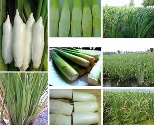 ���׵ĠI(y��ng)�B(y��ng)�r(ji��)ֵ-���׵Ĺ�Ч�c����