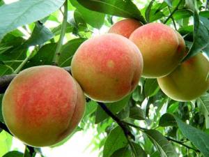 吃桃子有什么好處?桃子的功效與作用