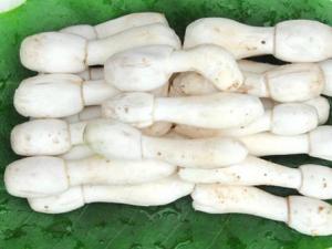 雞腿菇的營養價值-雞腿菇的功效與作用