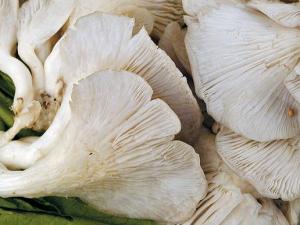 鳳尾菇的功效與作用-鳳尾菇的營養價值