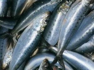 沙丁魚的營養價值-沙丁魚的食療作用