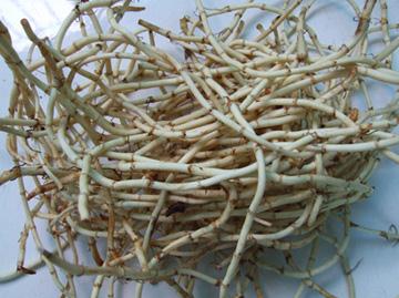 魚腥草的功效與作用-魚腥草怎么吃-魚腥草的營養價值