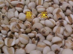 薏米的功效與作用-薏米的營養價值