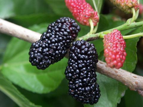 ɣ���������c��Ч-��ɣ���ĺ�̎