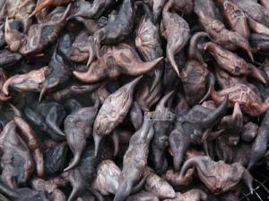 菱角的營養價值,菱角的功效,菱角的作用