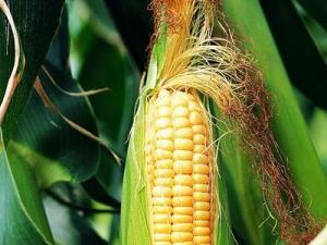 玉米須的功效與作用-玉米須的藥用價(jià)值