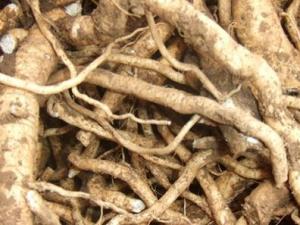 板藍根可以預防流感嗎?板藍根的功效與作用