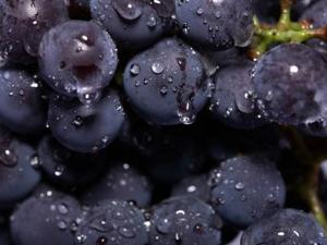 多吃葡萄有什么好處?哪些人不適宜吃葡萄