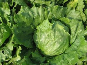 吃生菜有什么好處?生菜的營(yíng)養(yǎng)價(jià)值及功效與作用