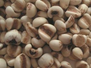 吃薏米有什么好處?薏米的功效與作用及食用方法