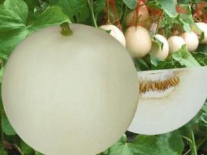 吃香瓜有什么好處?香瓜的營養及功效與作用