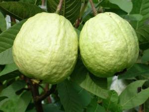 吃番石榴有什么好處?番石榴的功效與作用