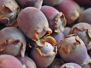 桃金娘是什么水果?桃金娘的功效與作用