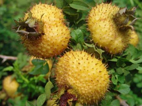 刺梨的營(yíng)養(yǎng)價(jià)值、功效與作用及食用方法