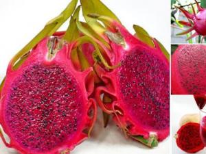 火龍果的營養價值、功效與作用、食用禁忌