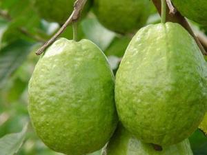 番石榴的營養價值_番石榴的功效與作用