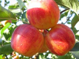 沙果的營(yíng)養(yǎng)價(jià)值-沙果的功效與作用