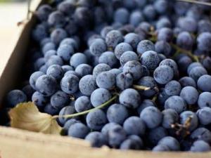 黑加侖的營養價值-黑加侖的功效與作用