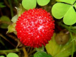 蛇莓的營養價值-蛇莓的功效與作用