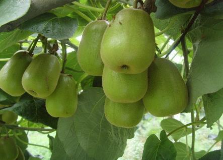 減肥果能減肥嗎?減肥果的營養價值、功效與作用