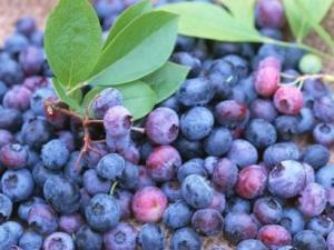 藍靛果的營養(yǎng)價值-藍靛果的功效與作用