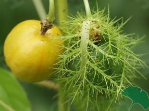 龍珠果的營養價值-龍珠果的功效與作用