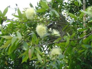 水蒲桃的營養價值-水蒲桃的功效與作用