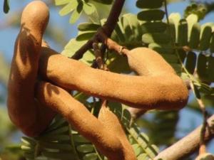 酸角的營養(yǎng)價值-酸角的功效與作用