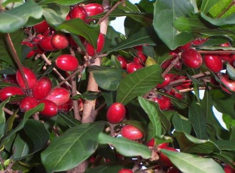 ���ع��ĠI�B(y��ng)�rֵ-���ع��Ĺ�Ч�c����