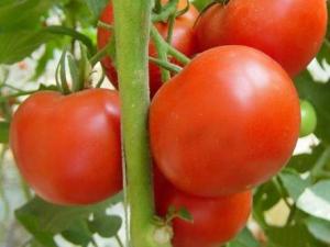 西紅柿的營養價值-西紅柿的功效與作用