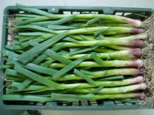 蒜苗怎么做好吃?蒜苗的營養(yǎng)價值、功效與作用