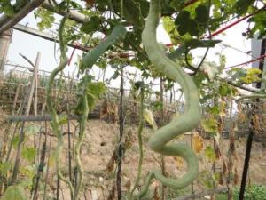 ?蛇瓜的營養價值-蛇瓜的功效與作用