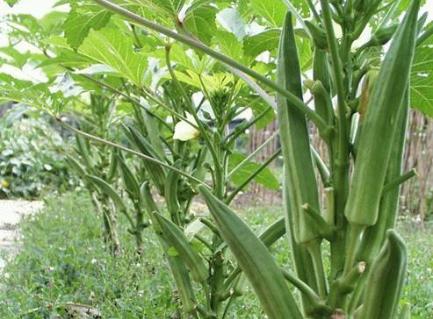 黃秋葵的營養(yǎng)價(jià)值-黃秋葵的功效與作用