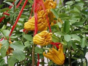 佛手的營養價值-佛手的功效與作用