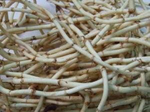 吃折耳根好嗎?魚腥草的功效與作用