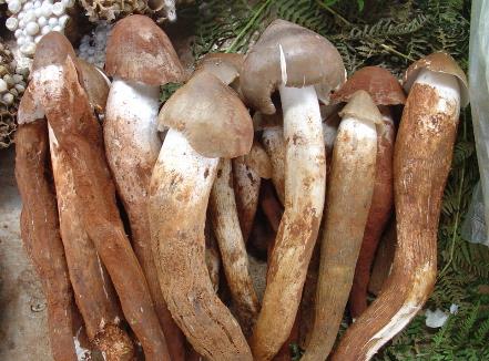 雞樅菌的營養價值-雞樅菌的功效與作用