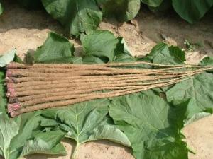 吃牛蒡好嗎?牛蒡的營養(yǎng)價值、功效與作用