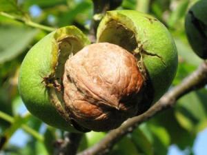 吃核桃有什么好處?核桃的營養價值、功效與作用