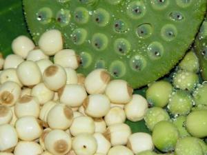 蓮子的營養價值-蓮子的功效與作用