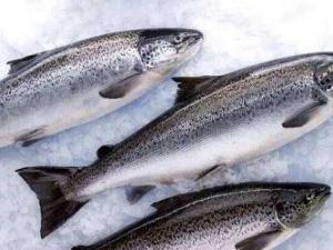 ~ĠIBrֵ ~ô ~ĹЧc ЋDܳԆ